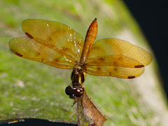 Perithemis icteroptera