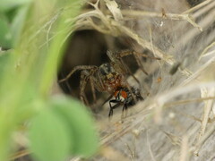 Agelena labyrinthica