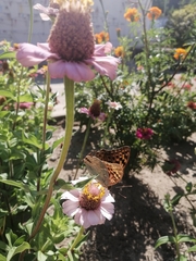 Argynnis pandora