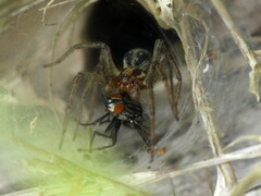 Agelena labyrinthica