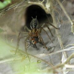 Agelena labyrinthica
