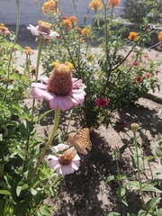 Argynnis pandora