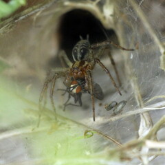 Agelena labyrinthica