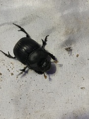 Dichotomius colonicus