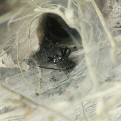 Agelena labyrinthica