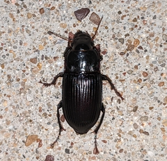 Harpalus caliginosus