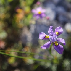 Moraea fugax