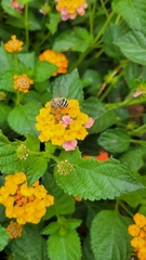 Anthophora californica