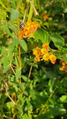 Anthophora californica