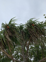 Pandanus