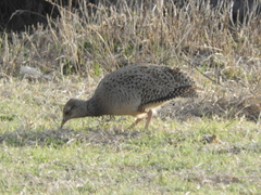 Nothoprocta cinerascens