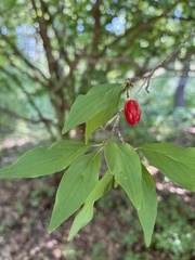 Cornus mas