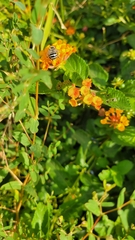 Anthophora californica