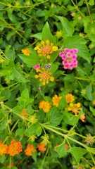 Anthophora californica