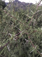Vachellia constricta