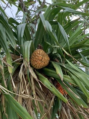 Pandanus