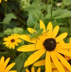 Poecilimon schmidtii