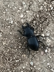 Pasimachus californicus