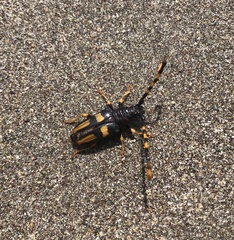 Dendrobias mandibularis