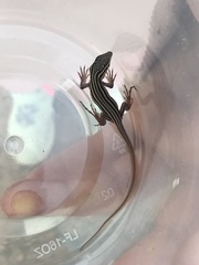 Aspidoscelis sonorae