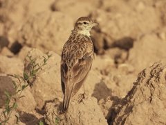 Calandrella brachydactyla