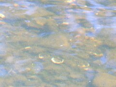 Squalius alburnoides