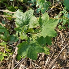Ribes americanum