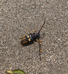 Dendrobias mandibularis