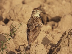 Calandrella brachydactyla
