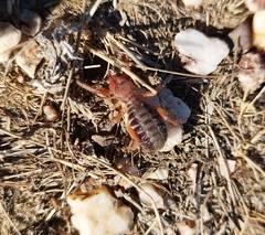 Gluvia dorsalis