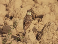 Calandrella brachydactyla