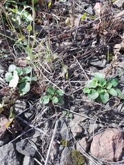 Dracocephalum thymiflorum