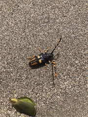 Dendrobias mandibularis