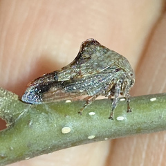 Telamonini