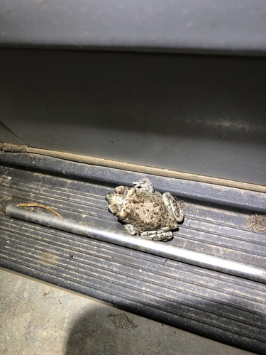 iNaturalist observation photo of Red-spotted Toad