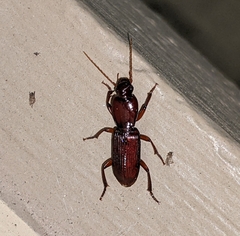 Stenomorphus californicus rufipes