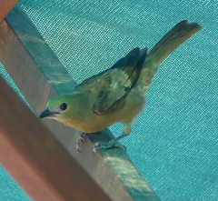 Thraupis palmarum