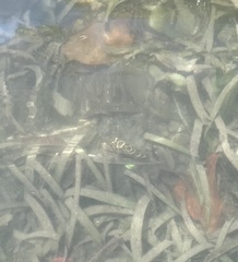 Sphoeroides testudineus