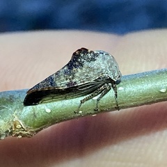 Telamonini