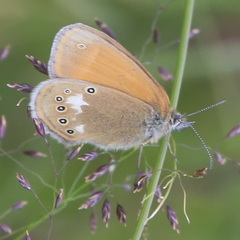 Coenonympha glycerion