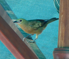 Thraupis palmarum
