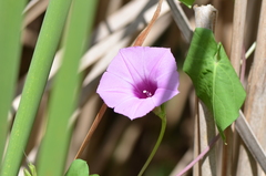Ipomoea cordatotriloba