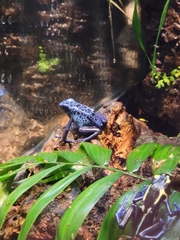 Dendrobates tinctorius