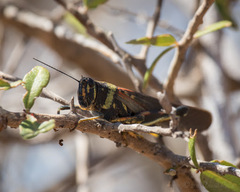 Schistocerca melanocera