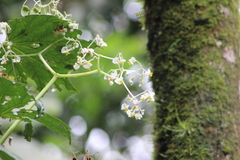 Begonia convolvulacea