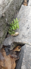 Polypodiopsida