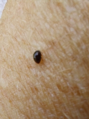 Phalacridae