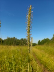 Phleum phleoides