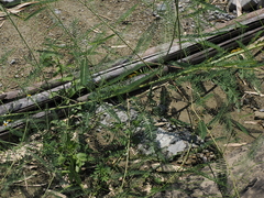 Sesbania cannabina