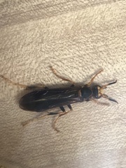 Polistes comanchus